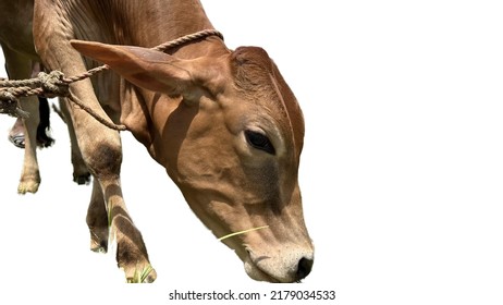 Cow Head Close Up View Isolated On White