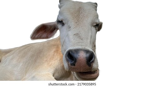 Cow Head Close Up View Isolated On White