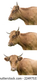 Cow With Head In Different Positions, On White.