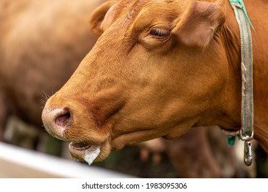 Cow Head. Drooling From The Mouth Of A Cow. The Cow Hums. High Quality Photo