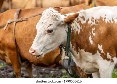 Cow Head. Drooling From The Mouth Of A Cow. The Cow Hums. High Quality Photo