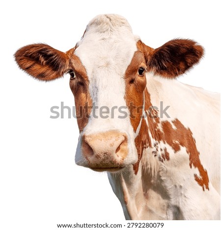 Cow head, looking in front view, on white, red and white stock, happy and isolated cut out