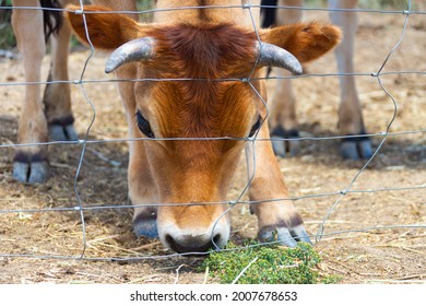 Cow With Head Low To The Ground Behind A Farm Fence In Outback Australia