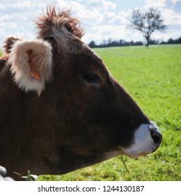 Cow Head Profile In Backlight.