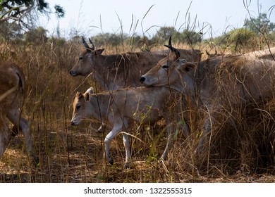 Cow Heard In The Gambia