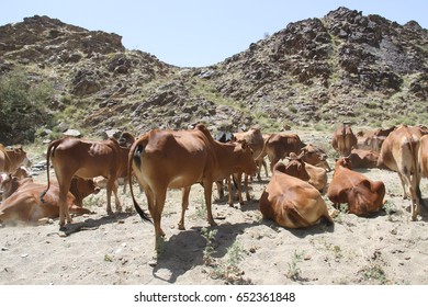 Cow Heard In Saudi Arabia