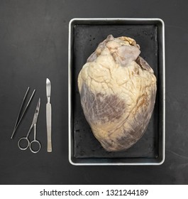 Cow Heart Dissection