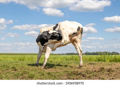 Cow, heifer, licking under hind leg, with an itch, showing tiny baby udder