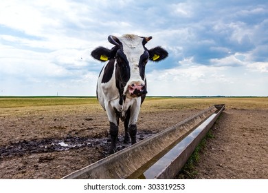 Cow, heifer is standing by a water metal trough in the summer meadow.