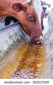 Cow, Heifers Are Drinking Water From Metal Trough.