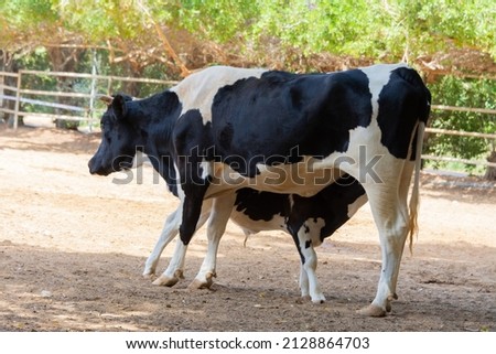 Cow and her Calf feeding Jeddah, Saudiarabia