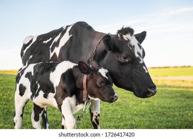 Cow with her calf in a meadow, pasture