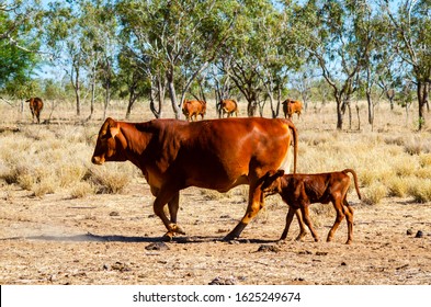 A cow and her new calf on a cattle station in Western Australia