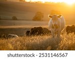 Cow herd in a field grazing on grass