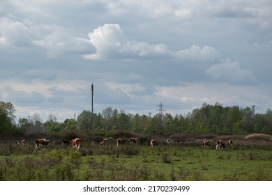 Cow herd grazing in pasture on cloudy day, domestic animal in free range, small shrubs in field and electric line