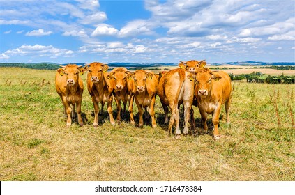 Cow Herd On Cow Farm