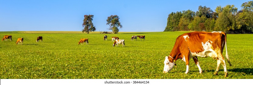 Cow herde 