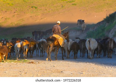 Cow Herder Drives A Herd Of Cows To Pasture