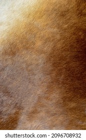 Cow Hide Background Presented In The Natural Colors As Decorative Item Or As A Rug. Natural Unbleached Skin And Hair Of A Cow, Sometimes Processed In To Leather. Hair Textured Background. Dyed And Tan