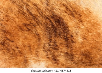 Cow Hide Leather Skin Rug, Light Brown And White Brindle Fur Carpet Texture Background