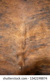 Cow Hide Rug. Close Up View Of A Cow Hide Rug. Cow Fur Rug. Leather