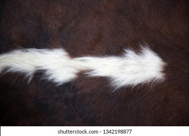 Cow Hide Rug. Close Up View Of A Cow Hide Rug. Cow Fur Rug. Leather