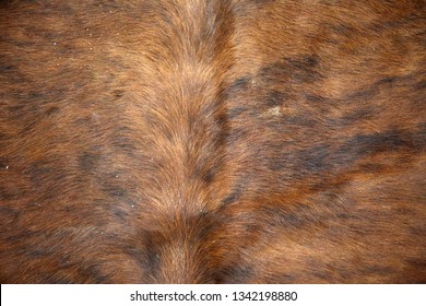 Cow Hide Rug. Close Up View Of A Cow Hide Rug. Cow Fur Rug. Leather