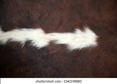 Cow Hide Rug. Close Up View Of A Cow Hide Rug. Cow Fur Rug. Leather