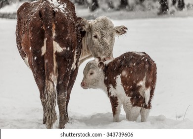 26,744 Snow cow Images, Stock Photos & Vectors | Shutterstock