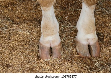 Cow Hoof Feet