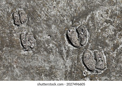 Cow Hoof Prints On Concrete Floor