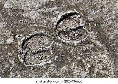 Cow Hoof Prints On Concrete Floor