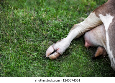 Cow Hooves In The Grass