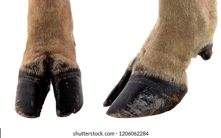 cow hooves on white background.