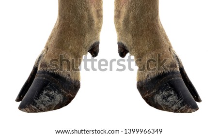cow hooves on white background.