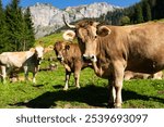 Cow with horns in grassy pasture. Cow in the countryside. Cows graze on summer meadow. Rural landscapes with cows. Cows in a pasture. Cattle cow grazing on farmland. Grazing Cows in a Meadow with