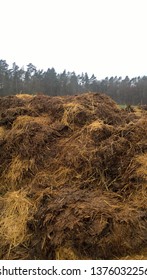 Cow Horse Muck Heap Manure Heap Old Muddy