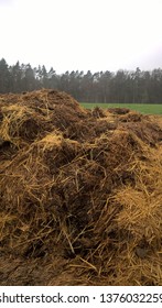 Cow Horse Muck Heap Manure Heap Old Muddy