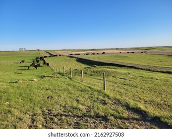 Cow And Horses In Pretty Scenery. 