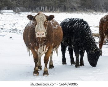 26,744 Snow cow Images, Stock Photos & Vectors | Shutterstock