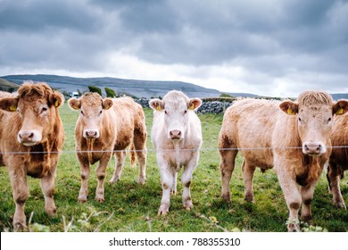 3,584 Ireland cattle Images, Stock Photos & Vectors | Shutterstock