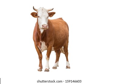 Cow isolated on white