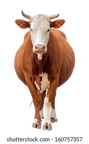 Cow Isolated On White