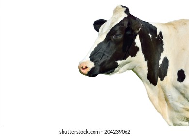 Cow Isolated On White