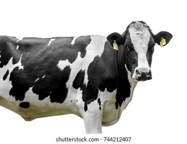 Cow Isolated On White