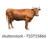 cattle white background