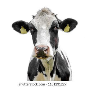 Cow Isolated On White Background Stock Photo 1131231227 | Shutterstock