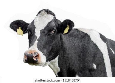 Cow isolated. On a white background