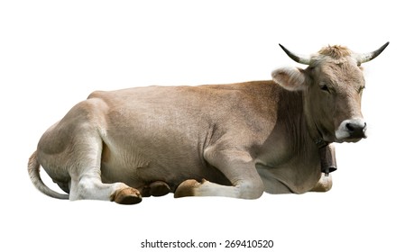 Cow Isolated On White Background Stock Photo 269410520 | Shutterstock