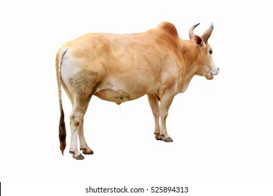 Similar Images, Stock Photos & Vectors of brown cow isolated on white